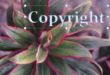 Cara Menghilangkan Watermark di Aplikasi Photoshop